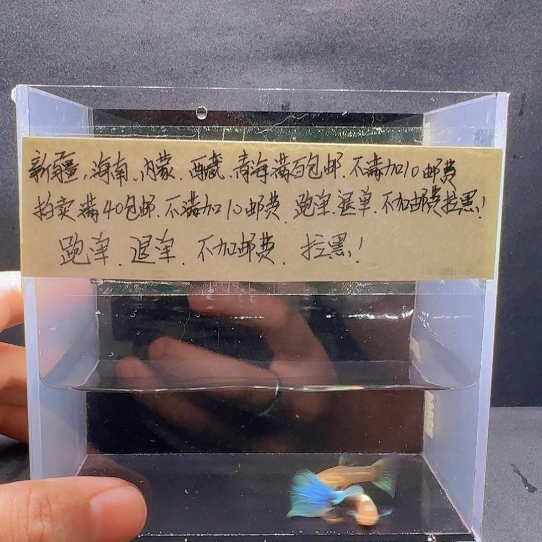 孔雀鱼黄化蓝礼服一对