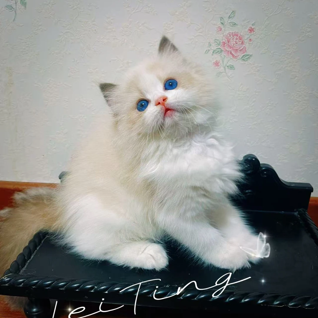 娜娜专属宠物猫活体专用布偶猫幼体购买