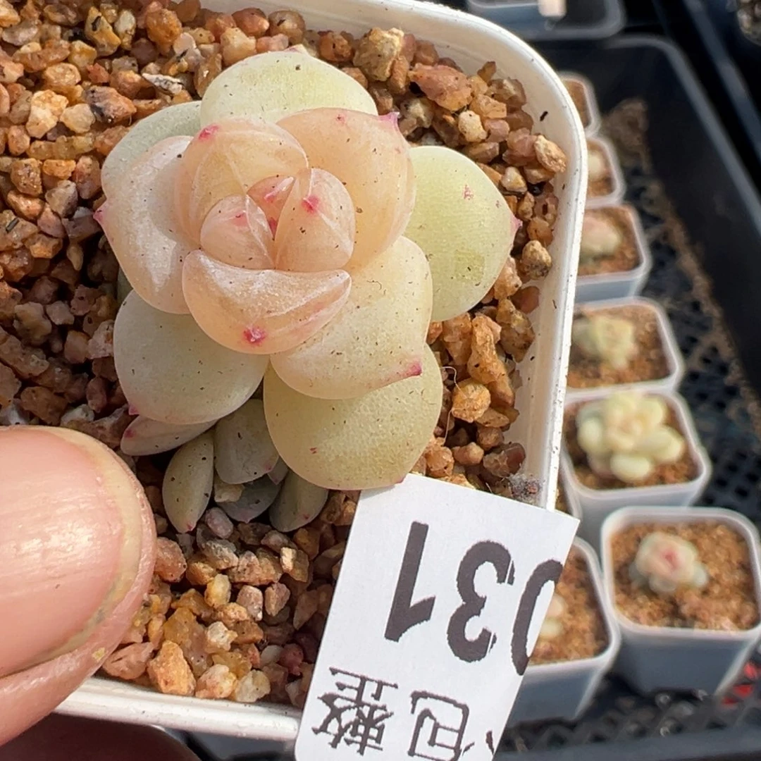 比***卜小卡拉米糖心一物一拍29-31