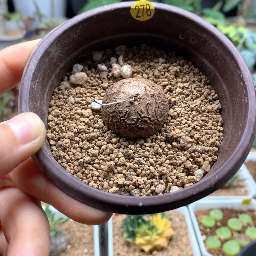 南非龟甲龙带盆278