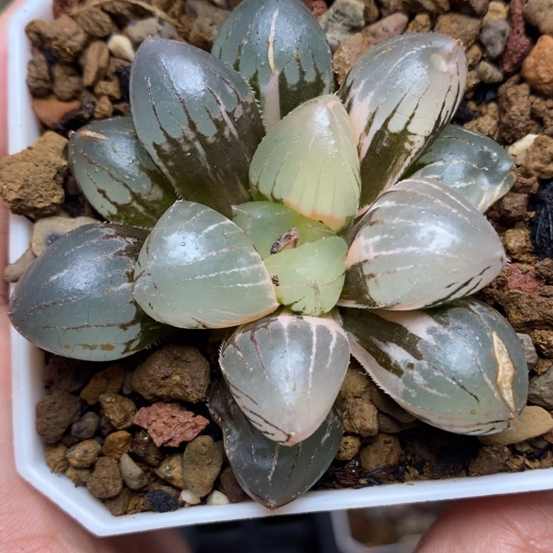 829糯玉露锦一物一拍