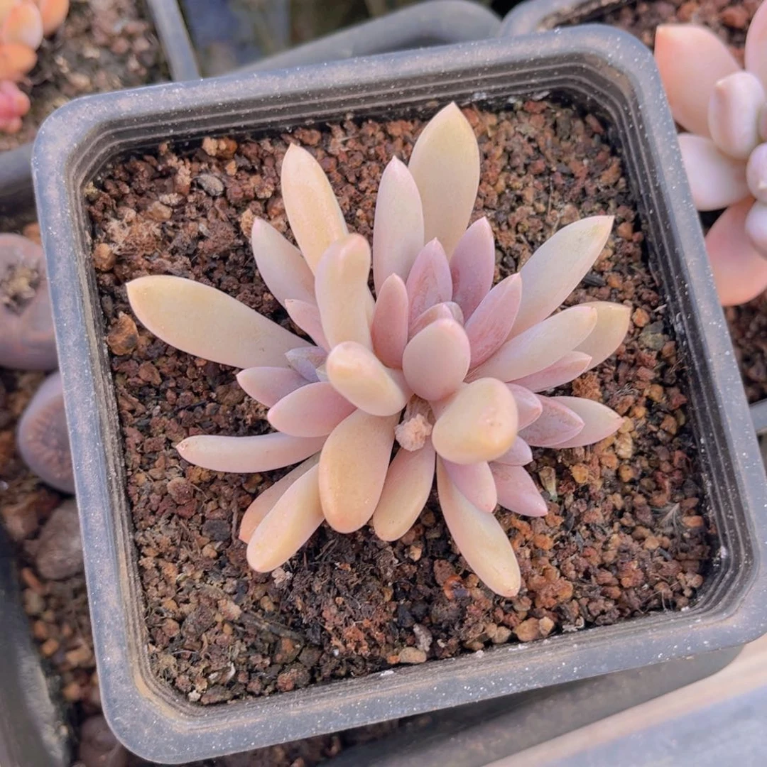 多肉植物多肉植物