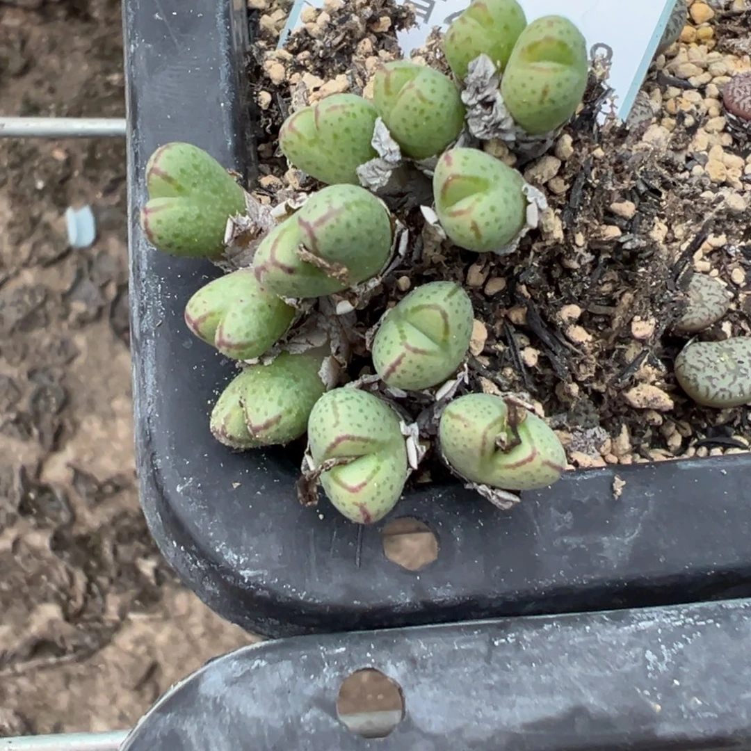 29-268肉锥多肉植物，