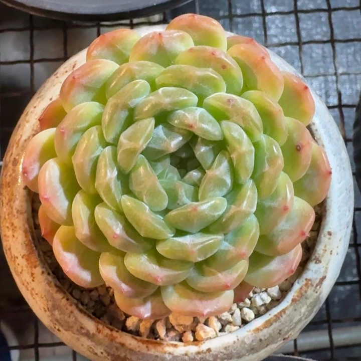 多肉植物不知名福利