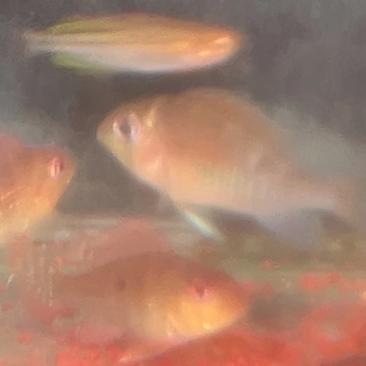 悠***我慈鲷鱼6+野生黄腹月亮3只