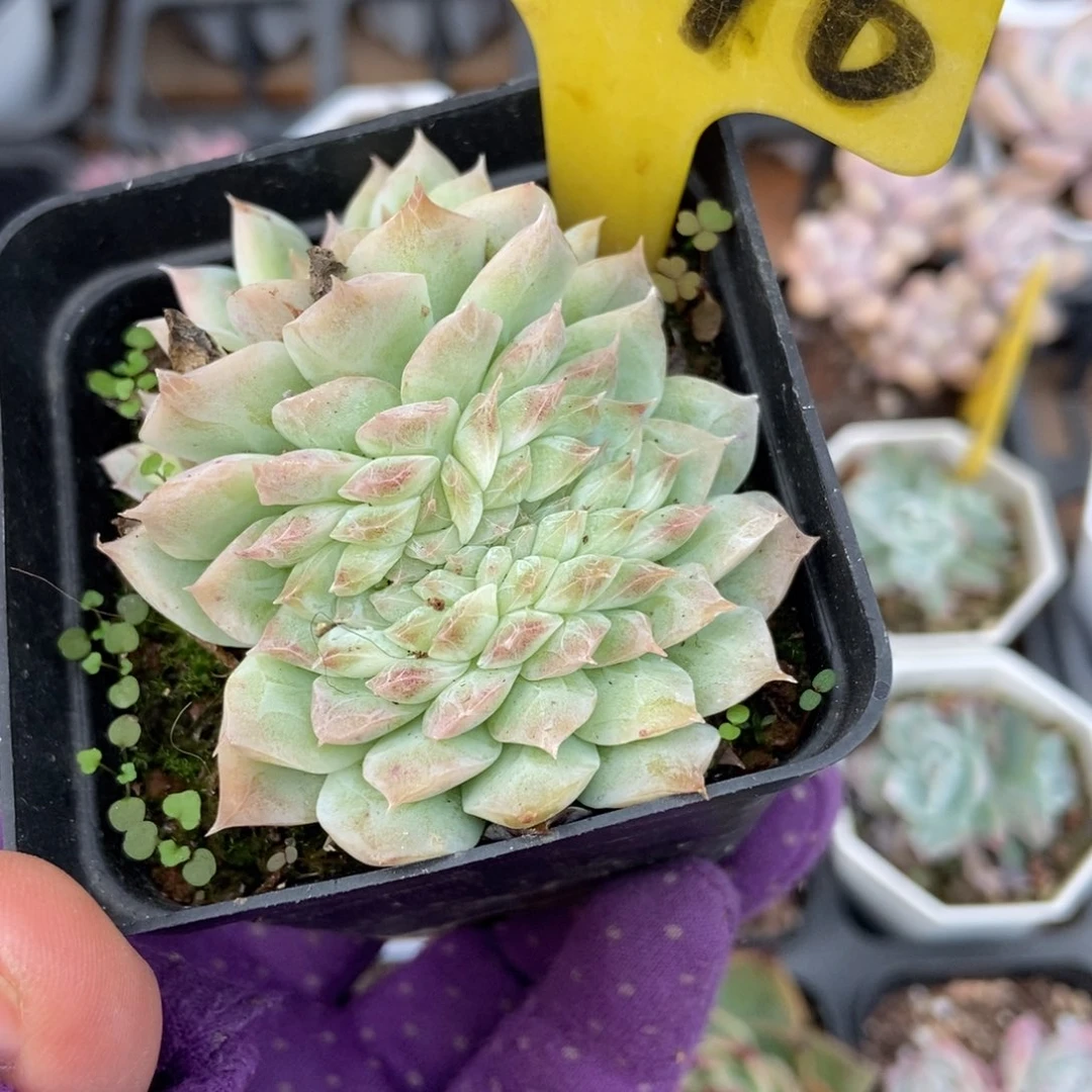 2016女王缀多肉植物多肉