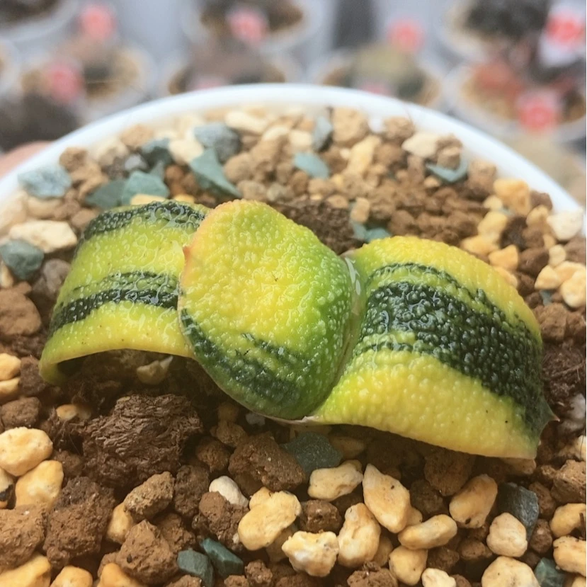 【闪购商品】卧牛锦3