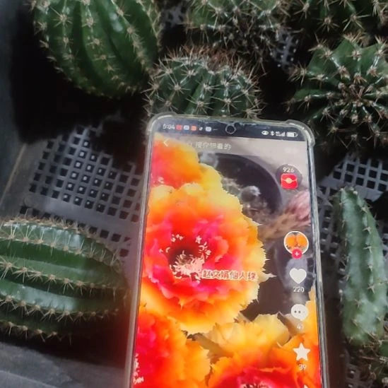 仙人球彩草072侧芽