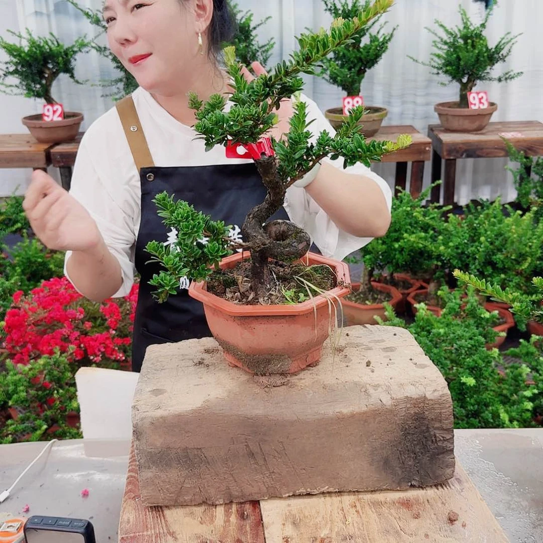 完全开放罗汉松一物一拍888