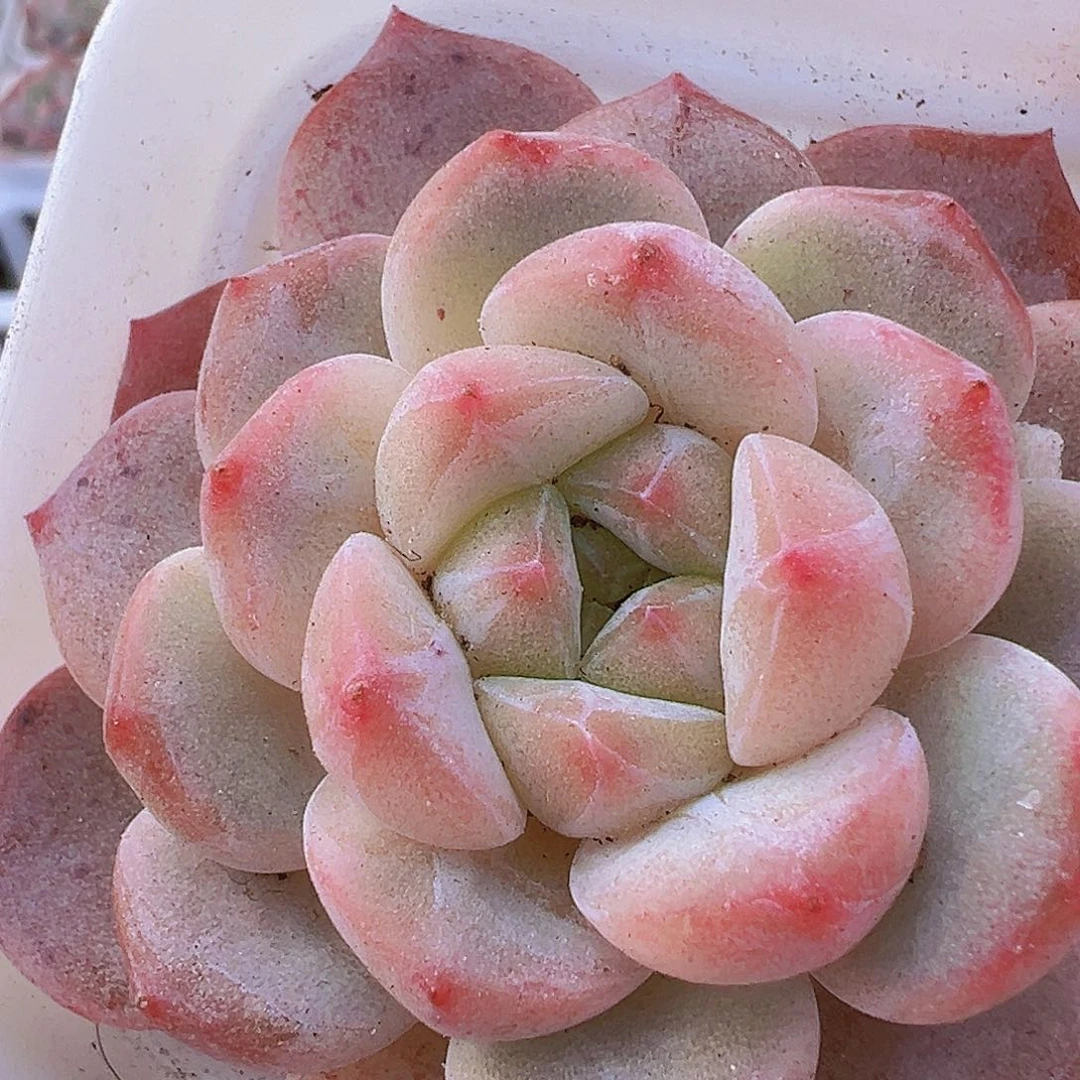 黛玉冰魄19包邮多肉植物