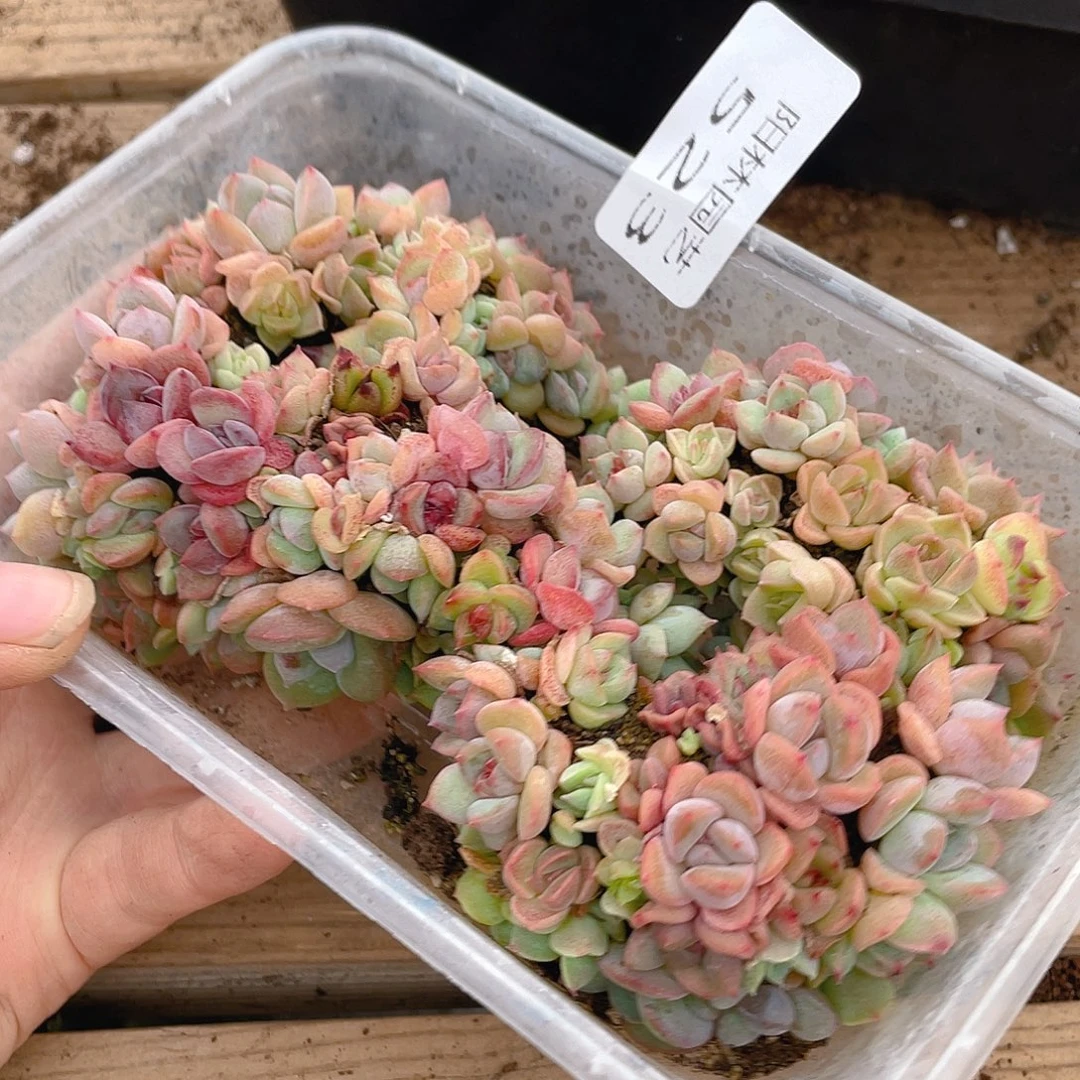 多肉植物多肉植物528