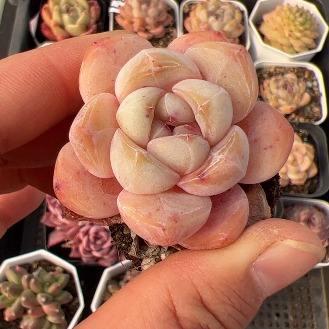 ?****?504 多肉植物组合