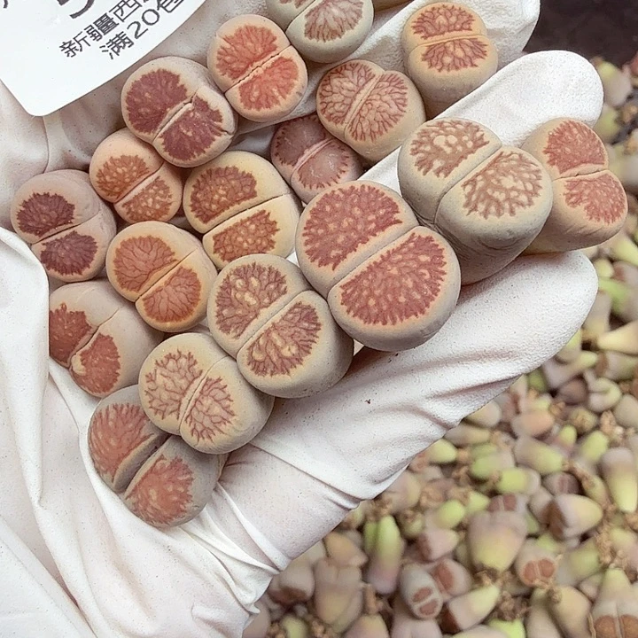 不能给孩子买什么了么597这个