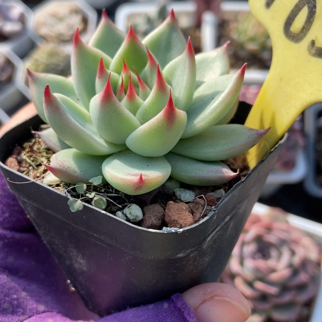 1855托斯卡内利多肉植物