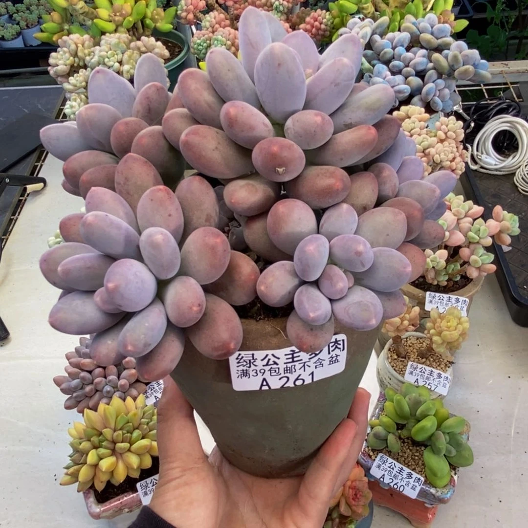 261蛋黄奶多肉15c m