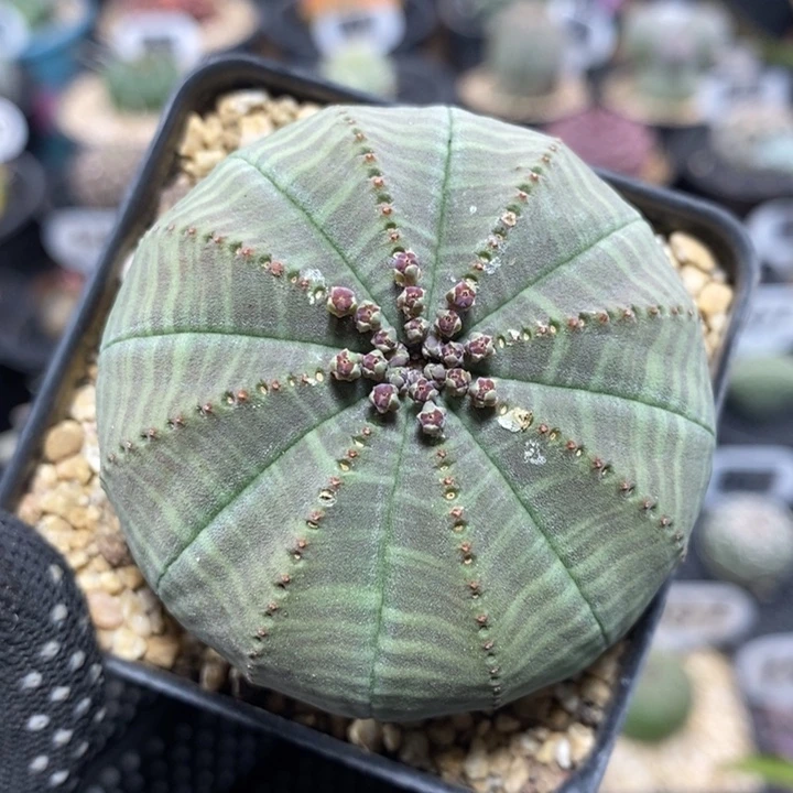 实生欧系布纹球201号5.6cm