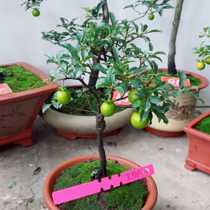 无花朵用****3金弹子盆景树