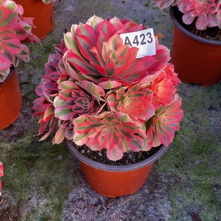 女巫多肉植物423