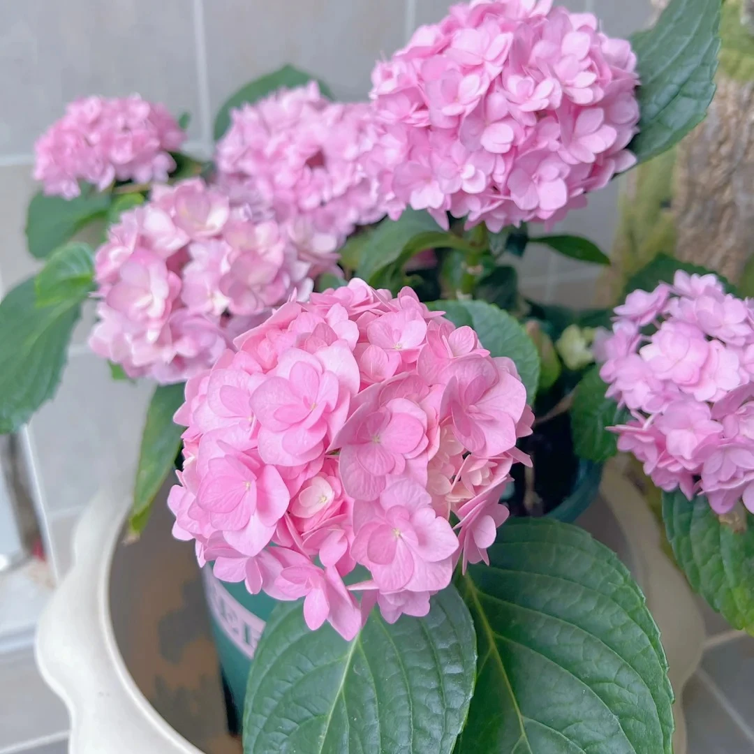 【基地直发】艾薇塔2加仑原土原盆带花苞重瓣绣球花盆栽花期长1