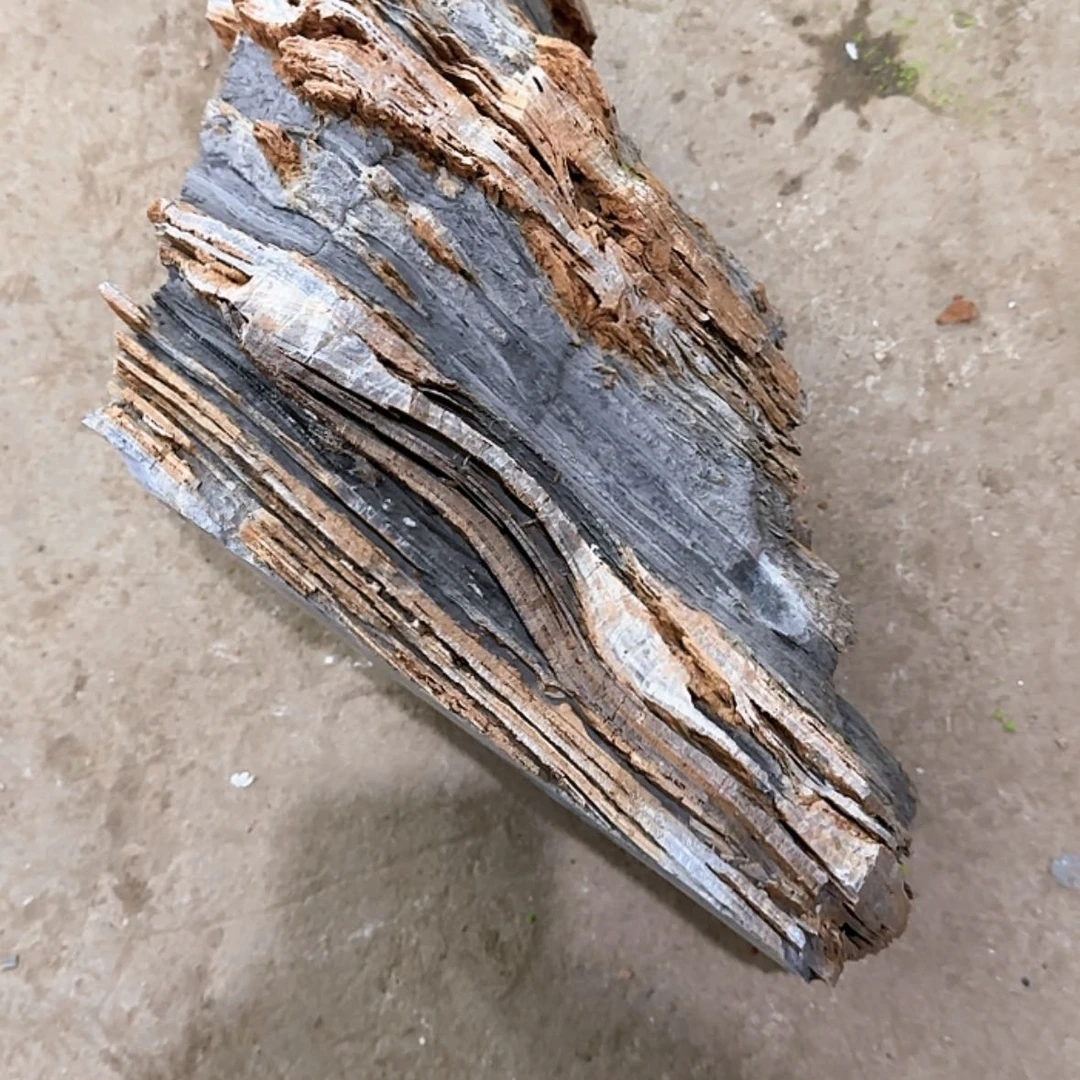 【闪购商品】香榧木丷*了结一年之后我们一起度过柴米油盐