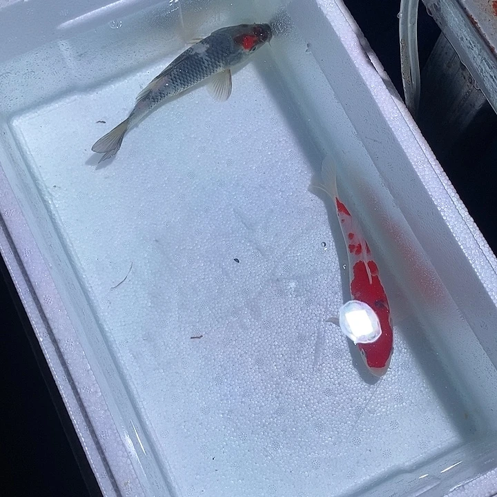 锦鲤锦鲤活鱼开箱包活