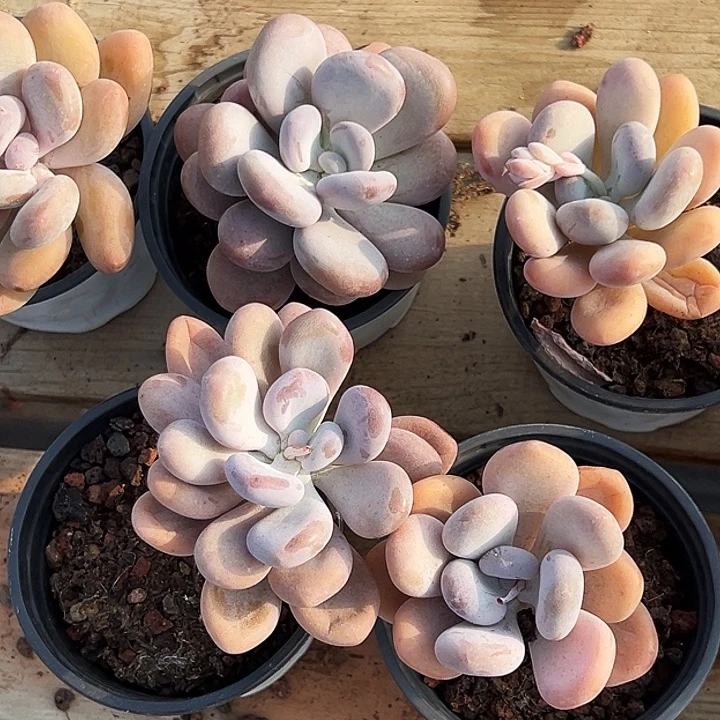 橙雪球。   福利多多