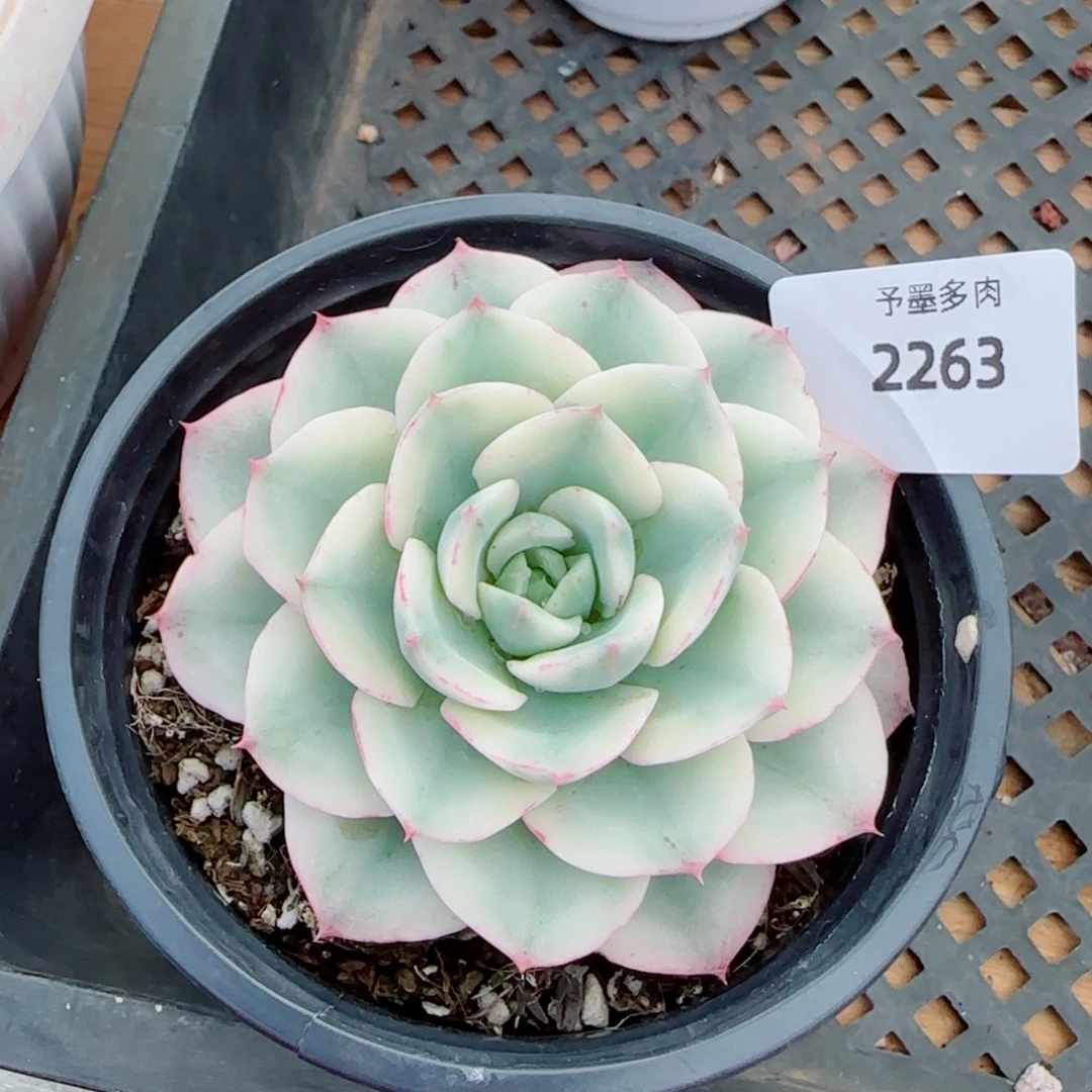 黄桃锦，2263多肉植物