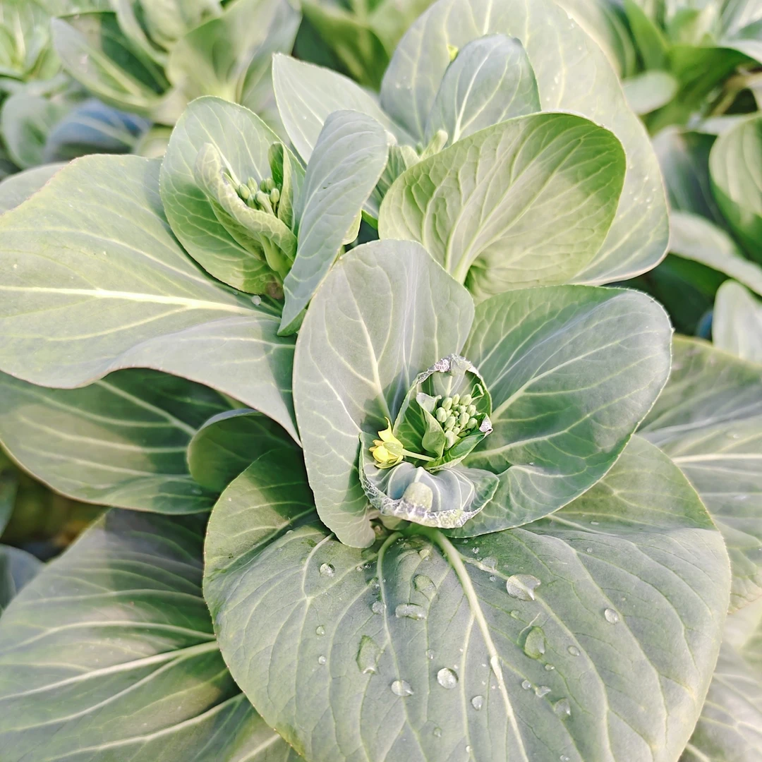 【苏北菜苔】苏州青菜苔露天自家种植新鲜菜苔