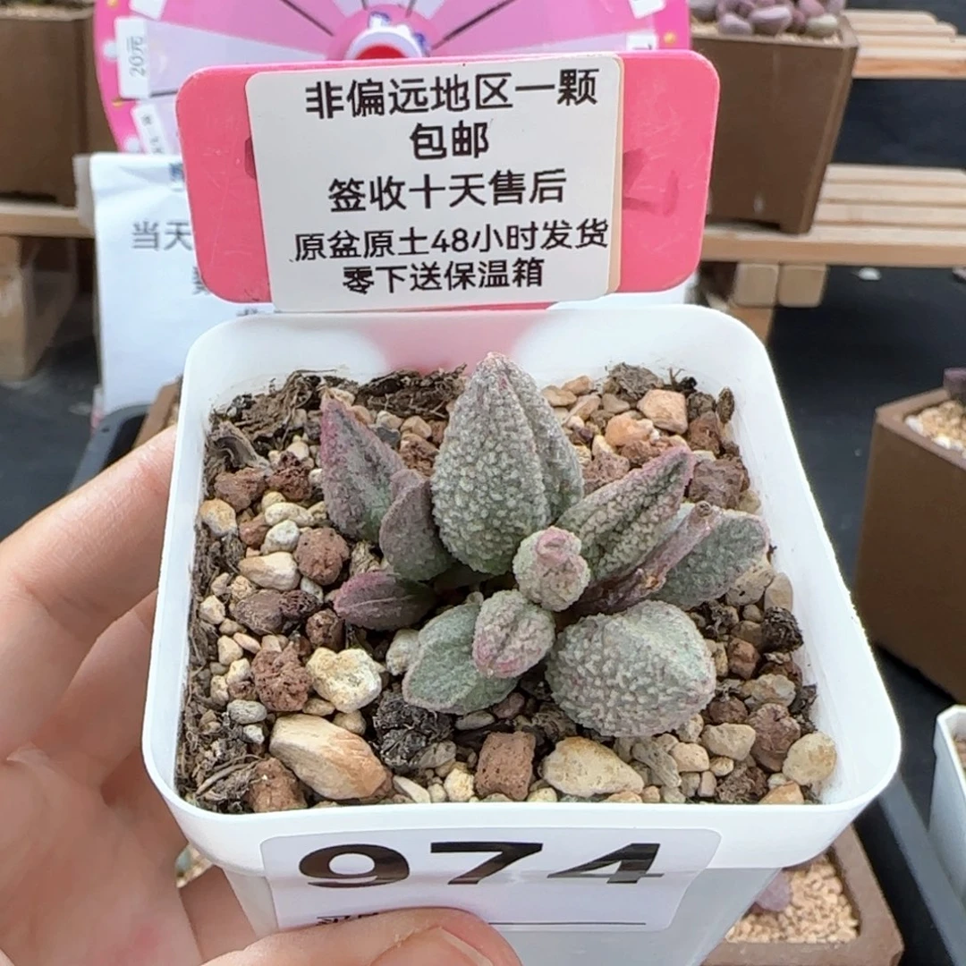 974翡翠哈莫杂多肉