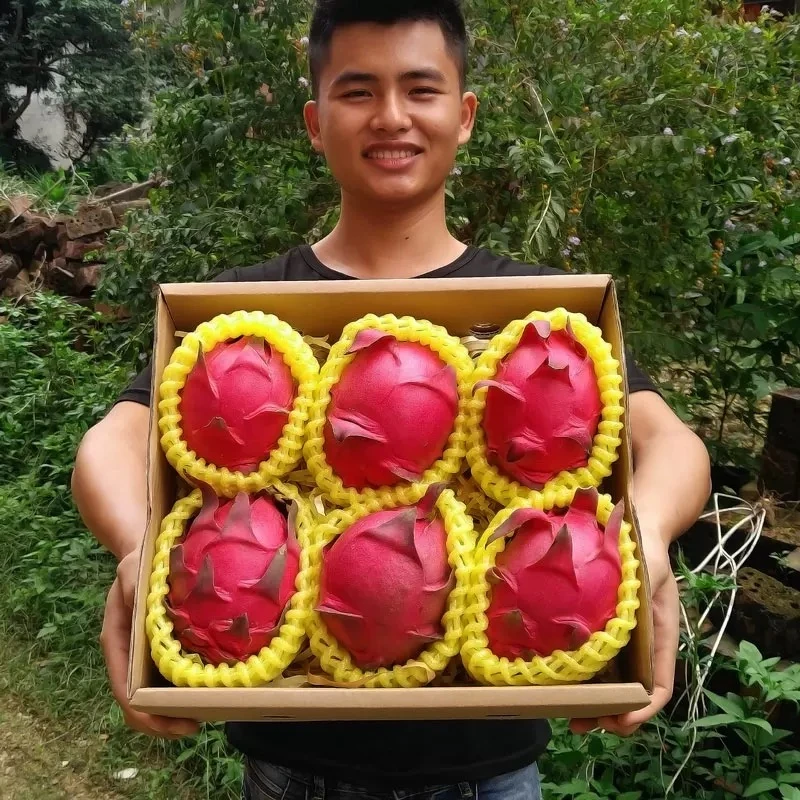 金都一号红心火龙果当季新鲜水果产地直播火龙果大果5斤包邮10