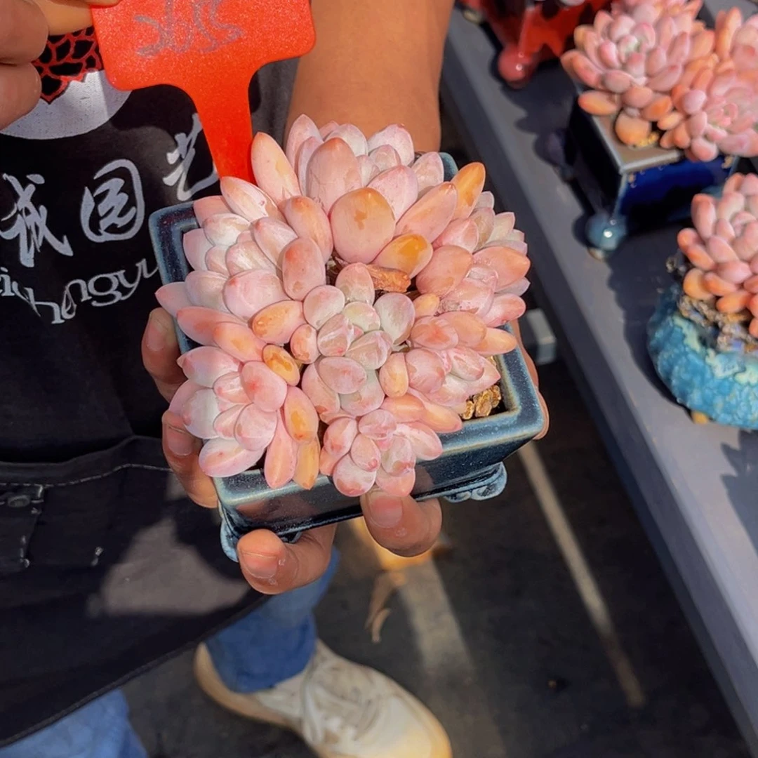 菜***朵2655号上午多肉植物群生多肉