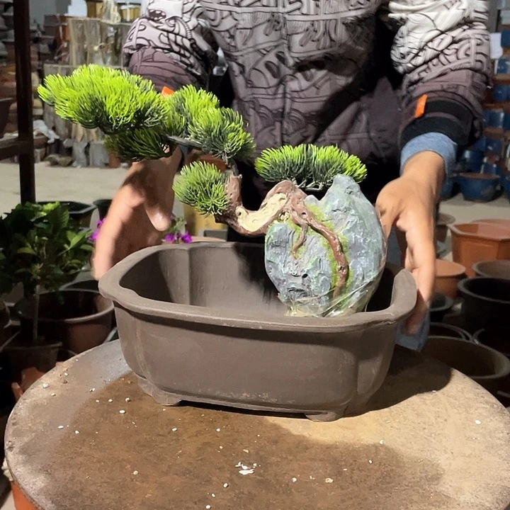 紫砂海棠30花盆花盆