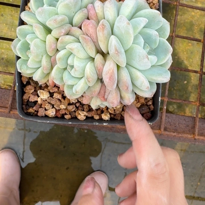 群生小冰玉多肉植物