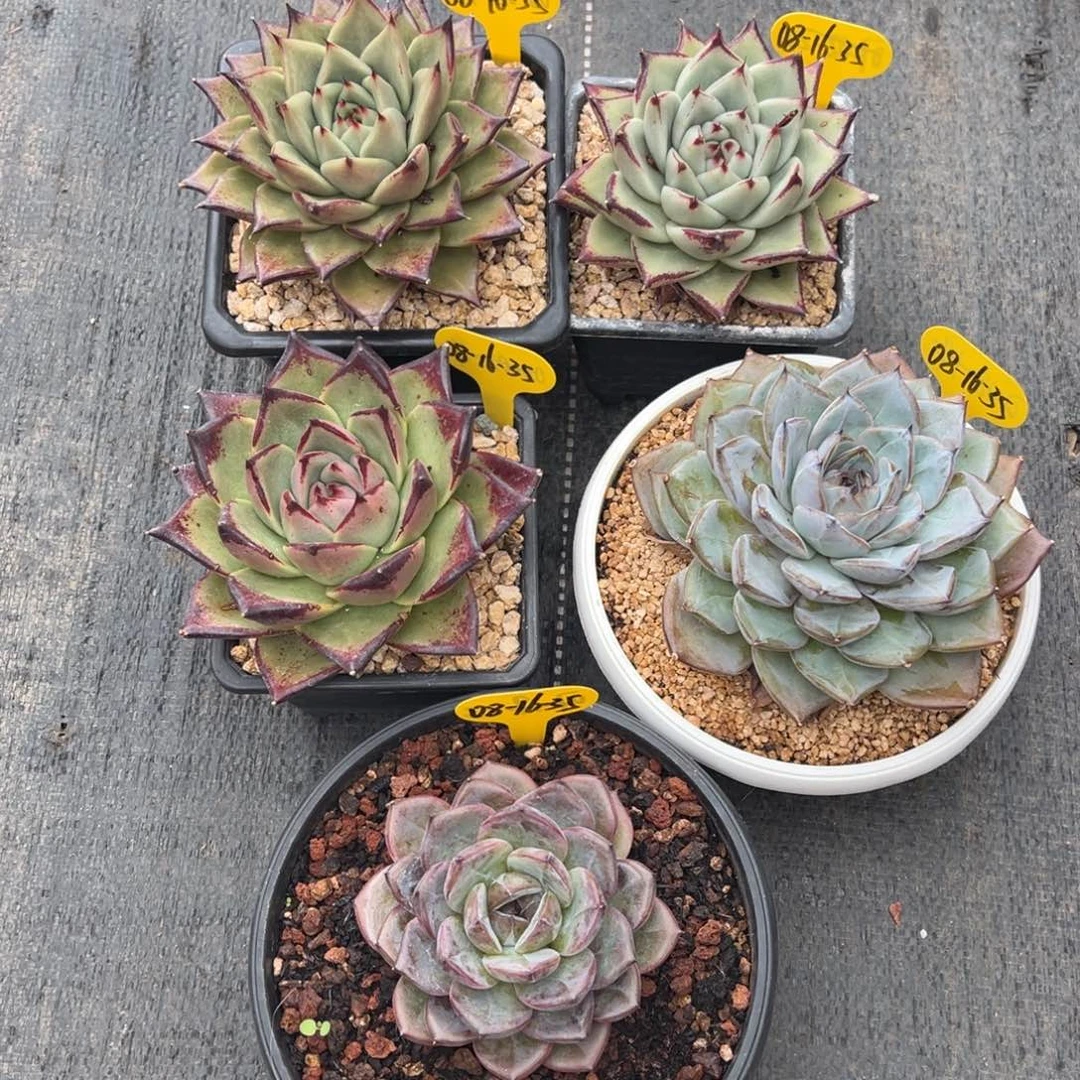 08-16-35五颗美肉多肉植物