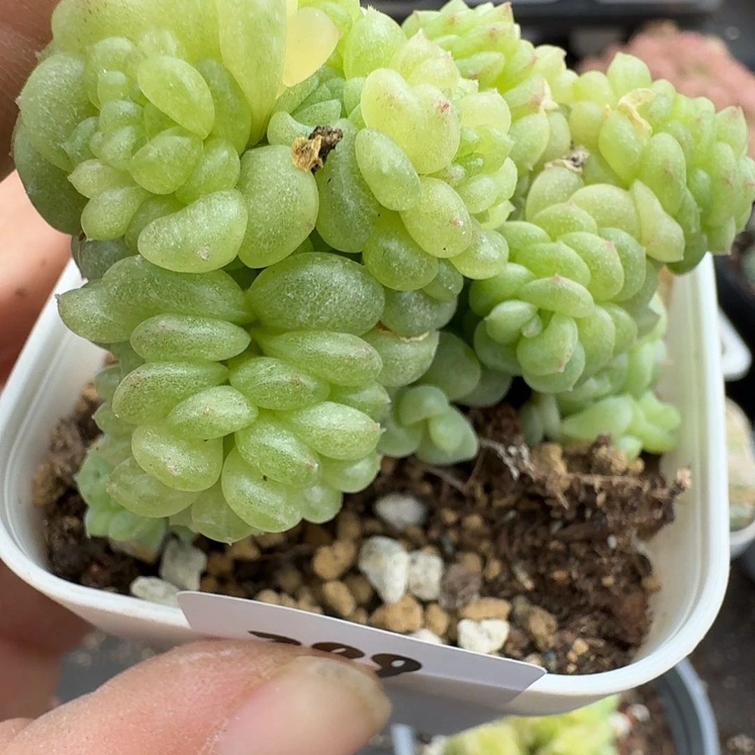 一物一拍一物一拍1213-399