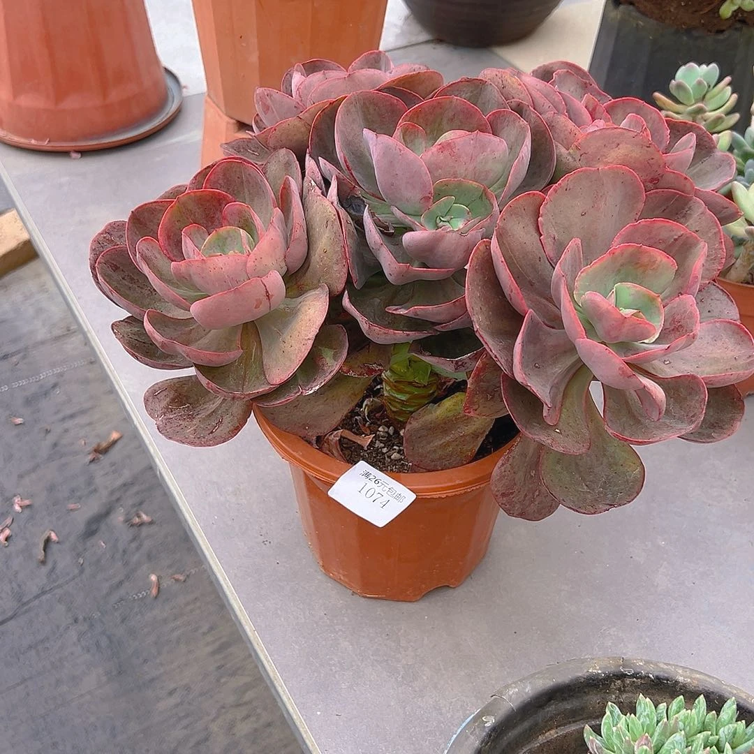 花***）1074初吻多肉植物多肉