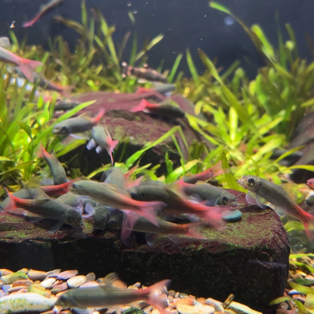 工具鱼双色墨头4-5厘米1条