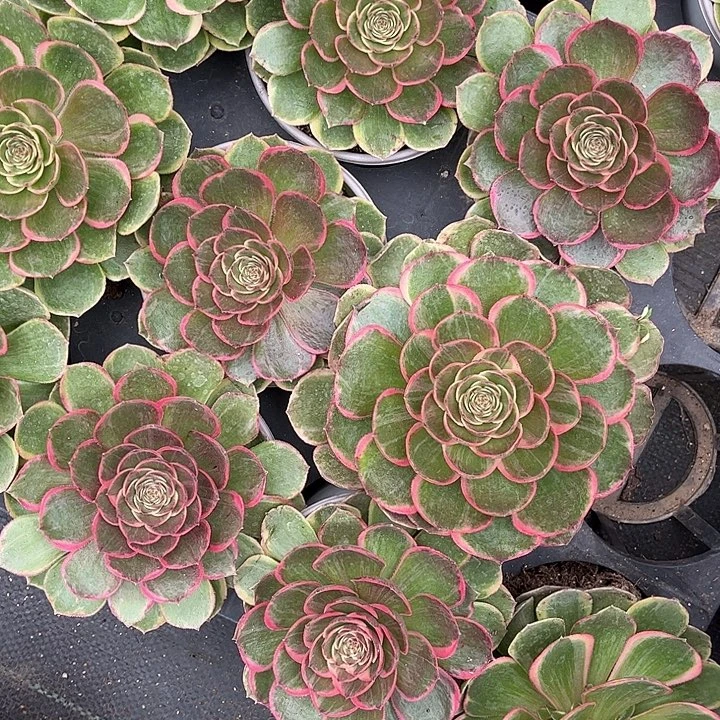 粉花妖漂亮漂亮漂亮漂亮