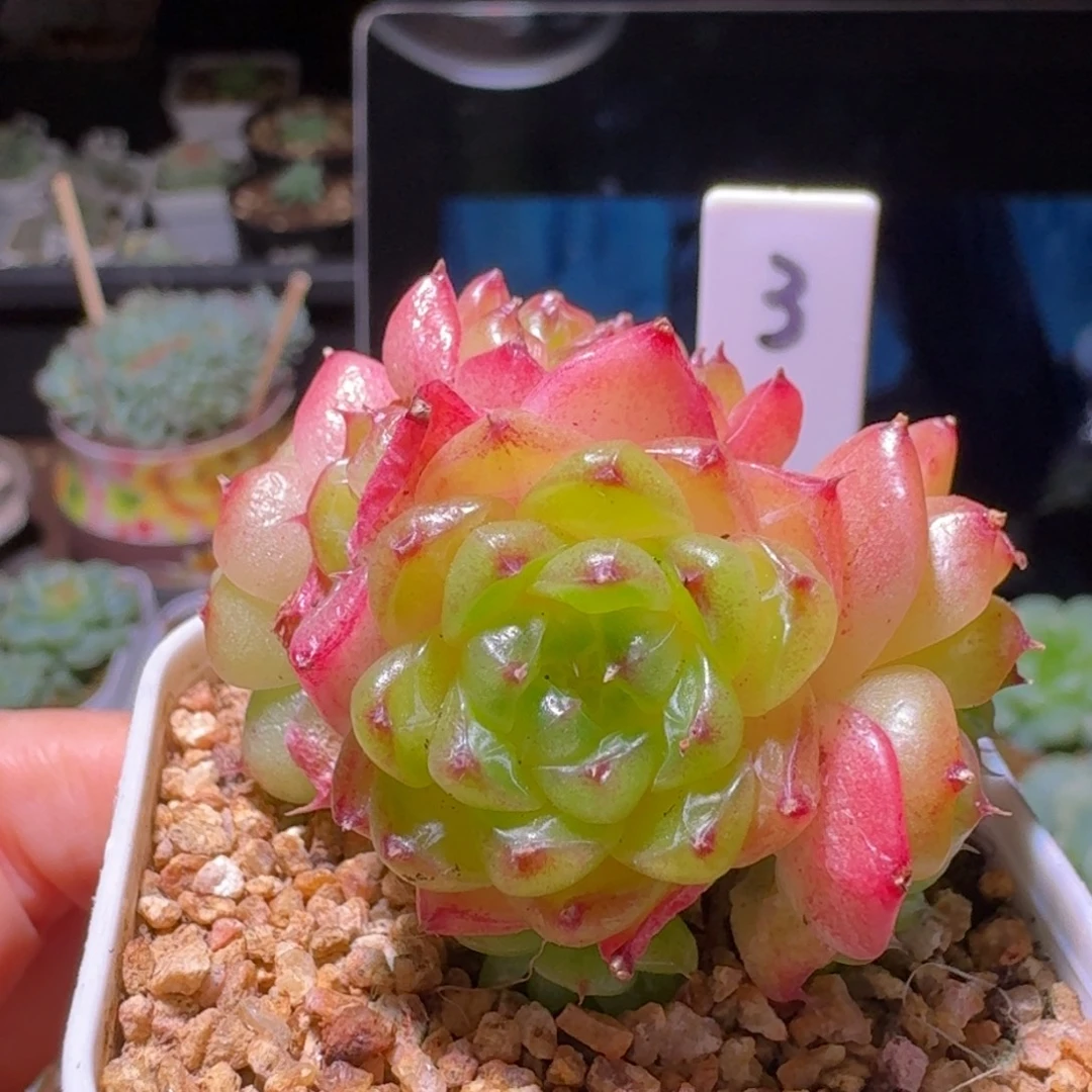 3熊猫珍妮多肉植物群生