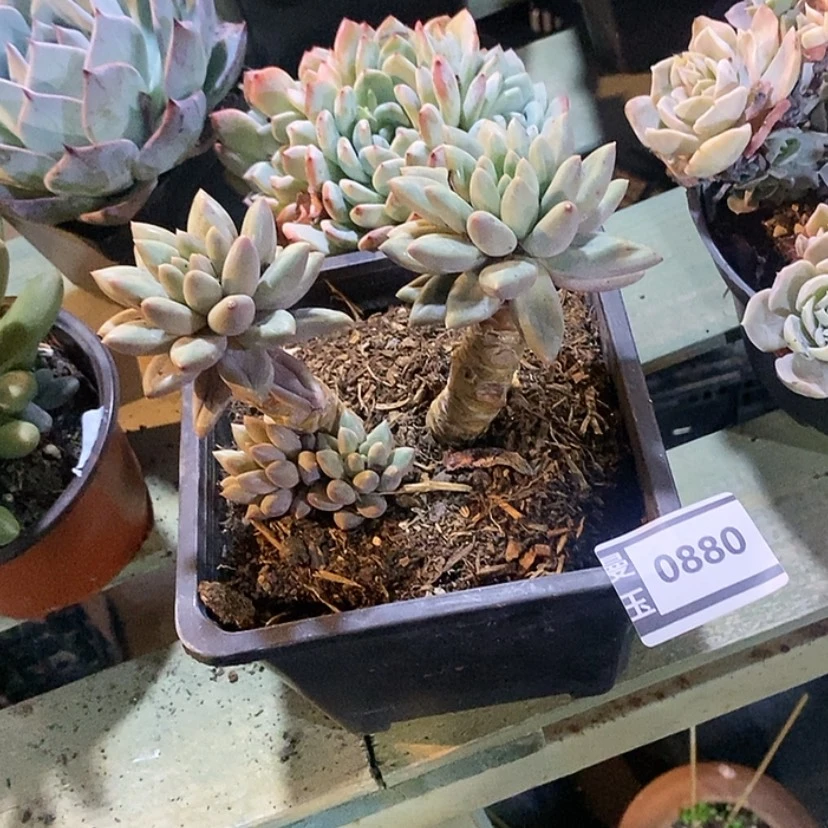 【闪购商品】红蜻蜓0880