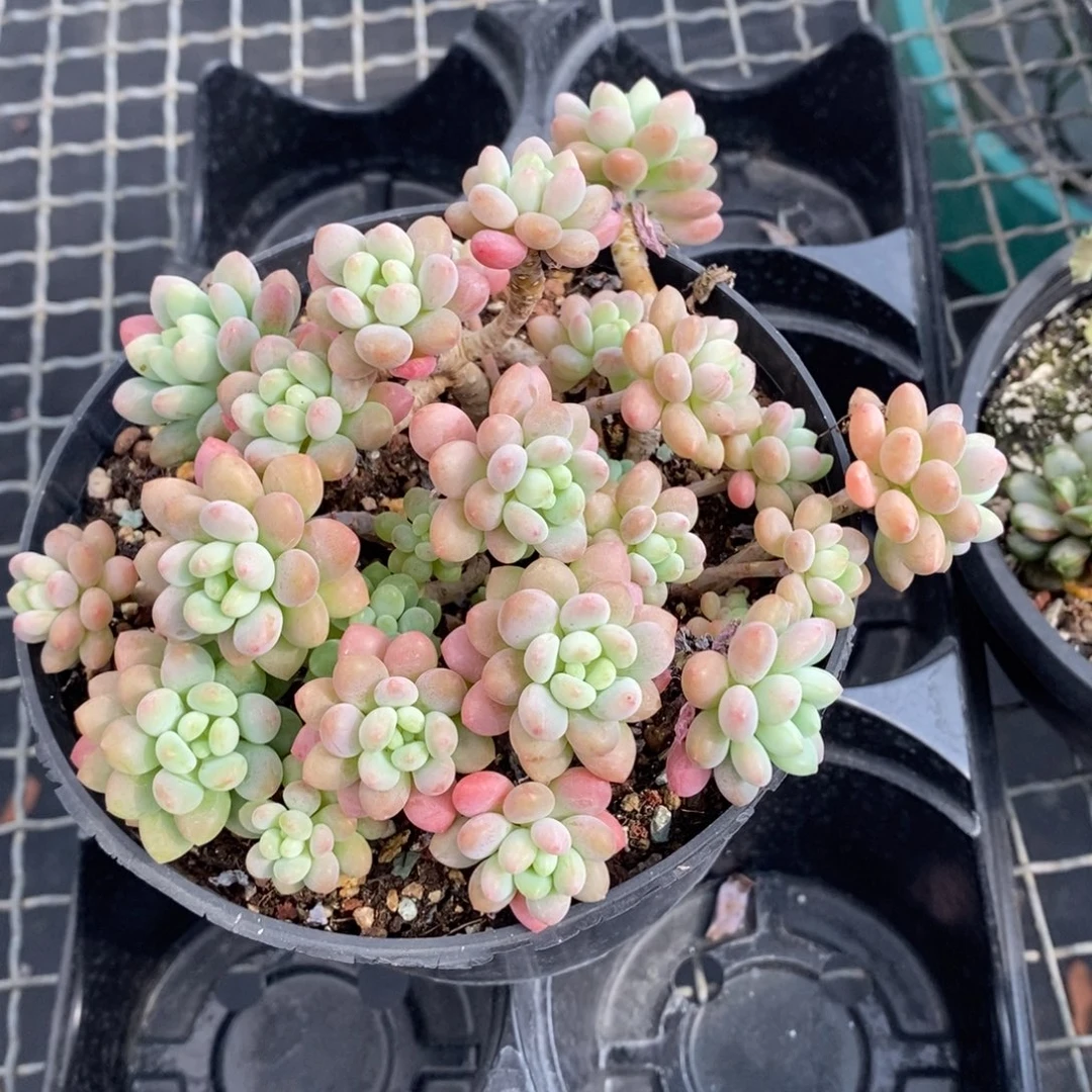 鱼子酱老桩特价非偏远38包邮