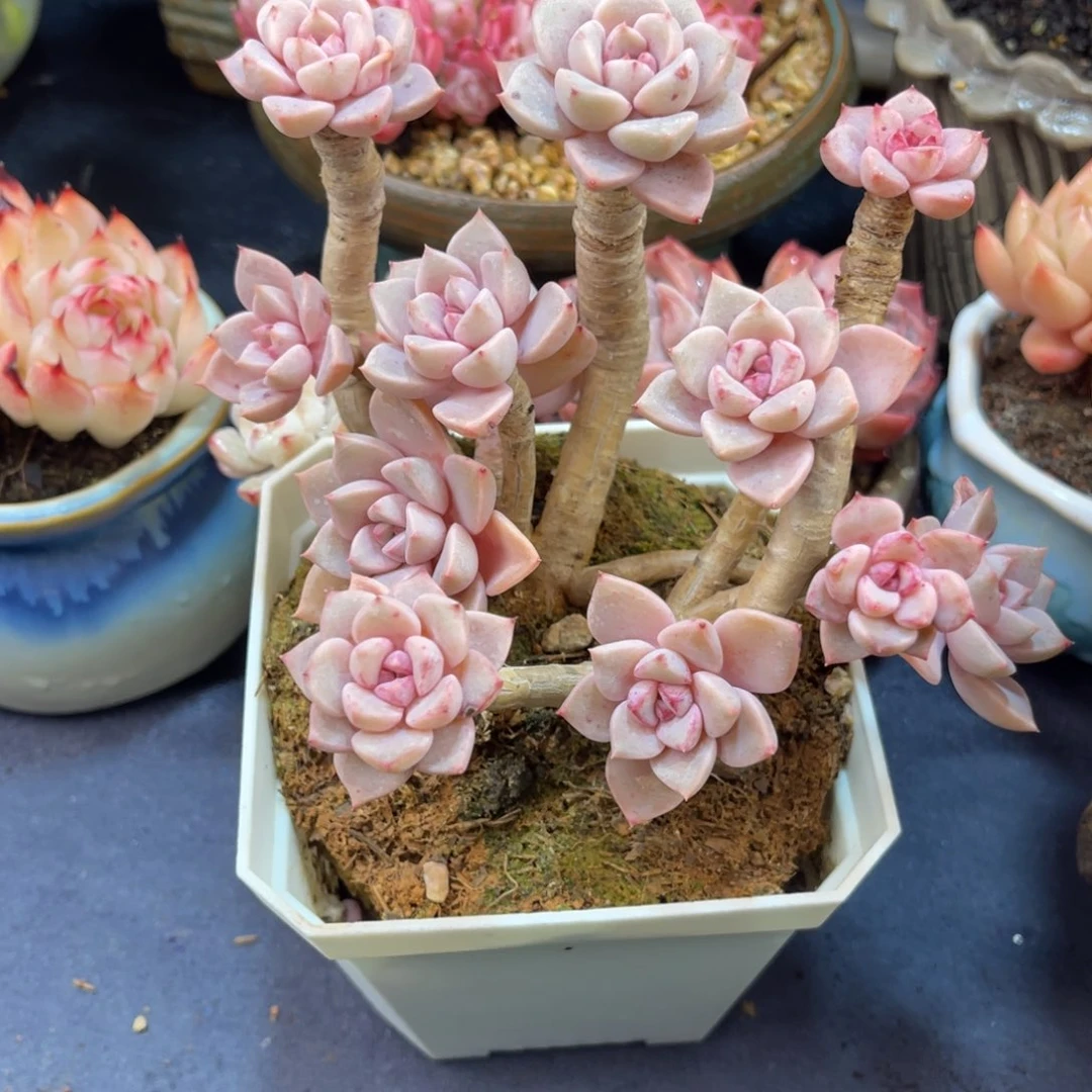 红粉佳人 十三公分