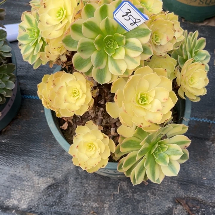 358雨荷多肉植物法师