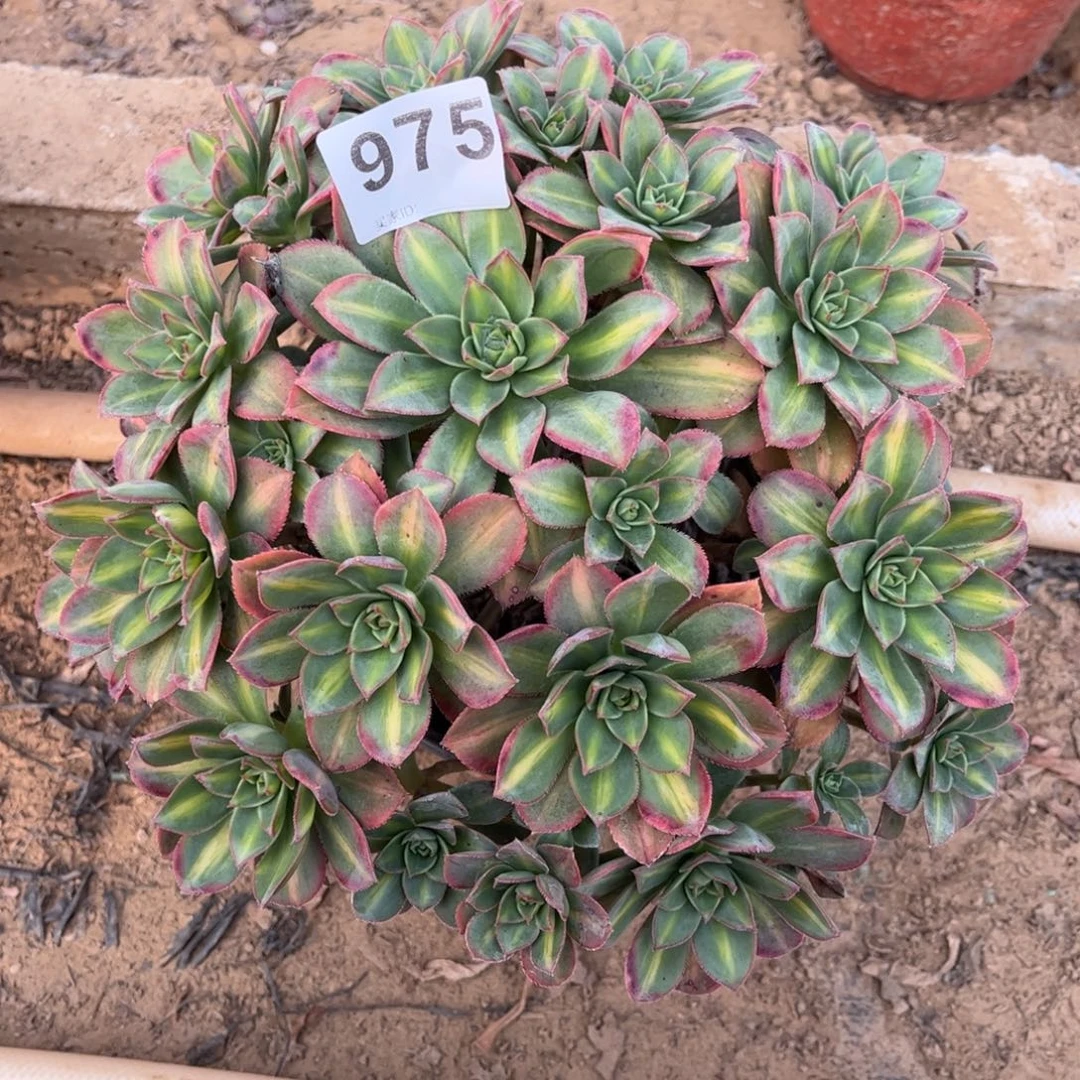 星辰975不包断枝的