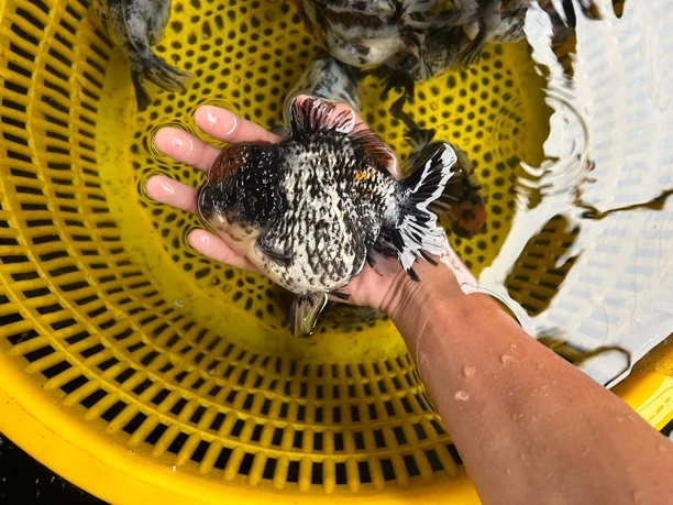 精品留养将军shogun白虎色苗子1条运费到付，尺寸5-6