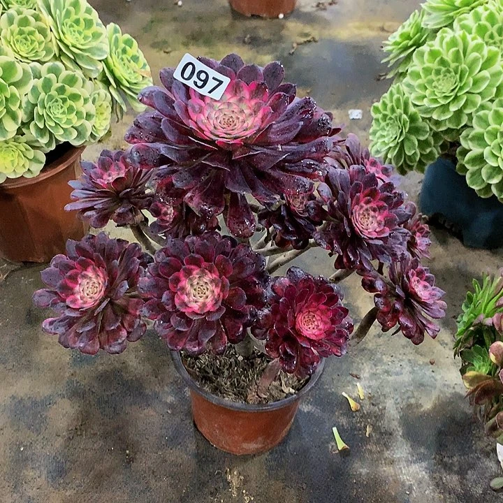 比****)多肉红金刚9700000