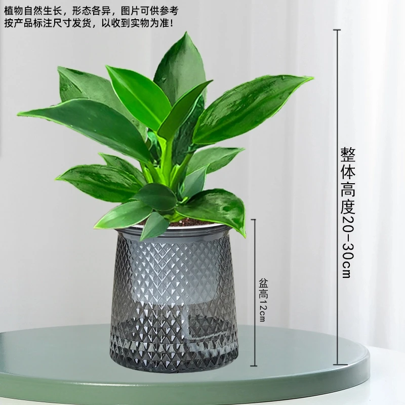 【 送懒人吸水盆】金钻盆栽室内净化空气美观桌面绿植办公室四季青