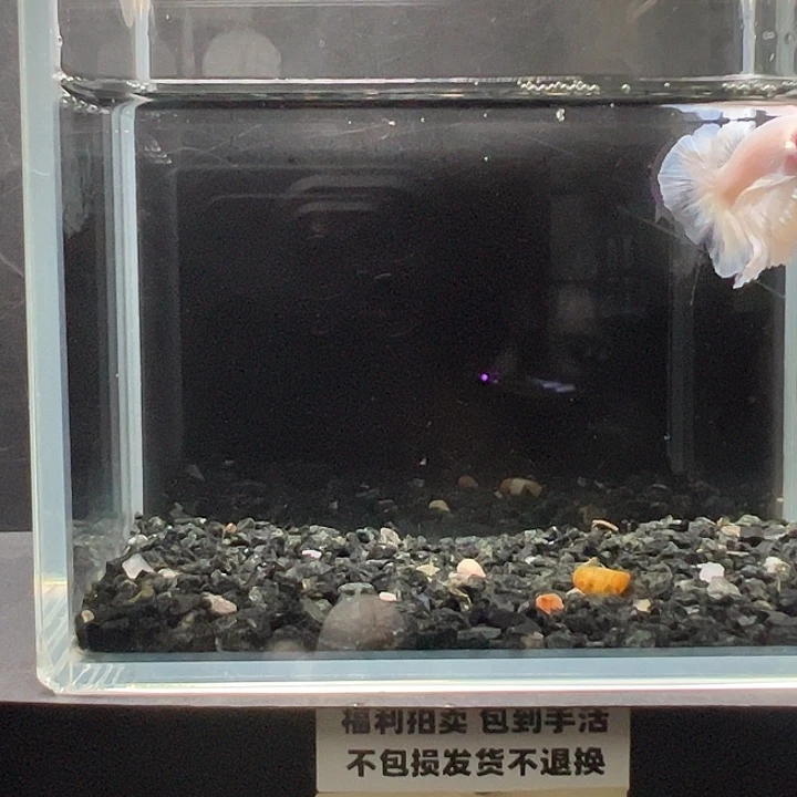 斗鱼竞拍跑单拉黑26日85