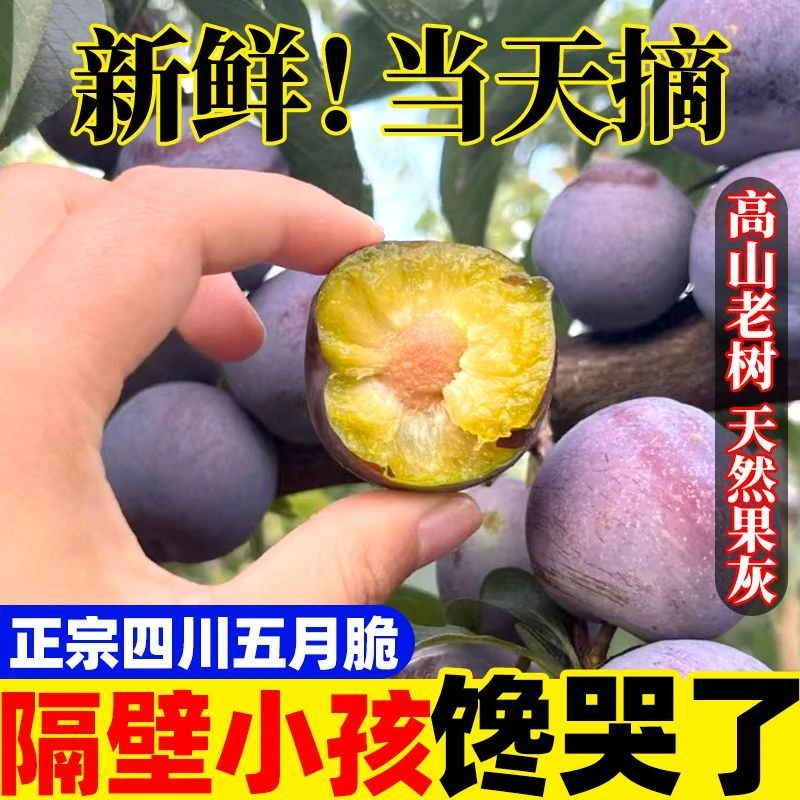 【买3斤送2斤】四川新鲜五月脆脱骨李子当季水果脆甜多汁AL