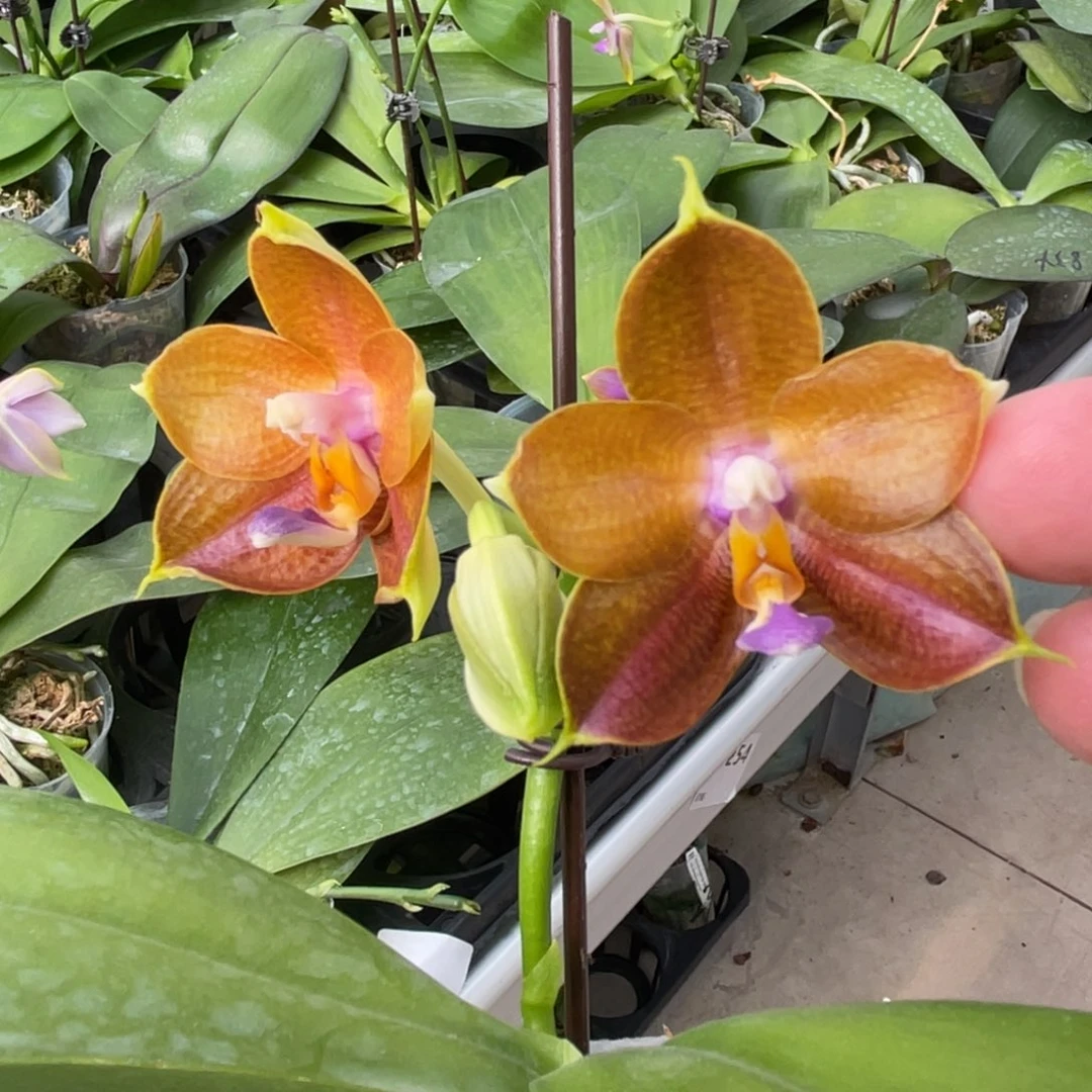 完全开放弥陀241-998